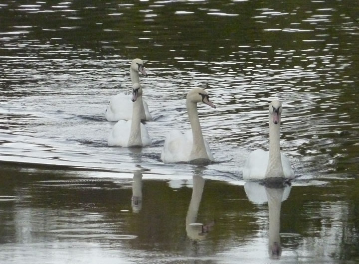 Swans